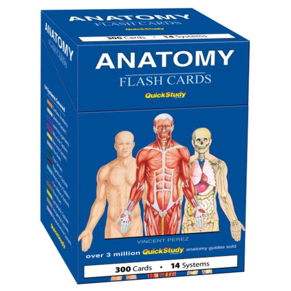 Anatomy Flash Cards