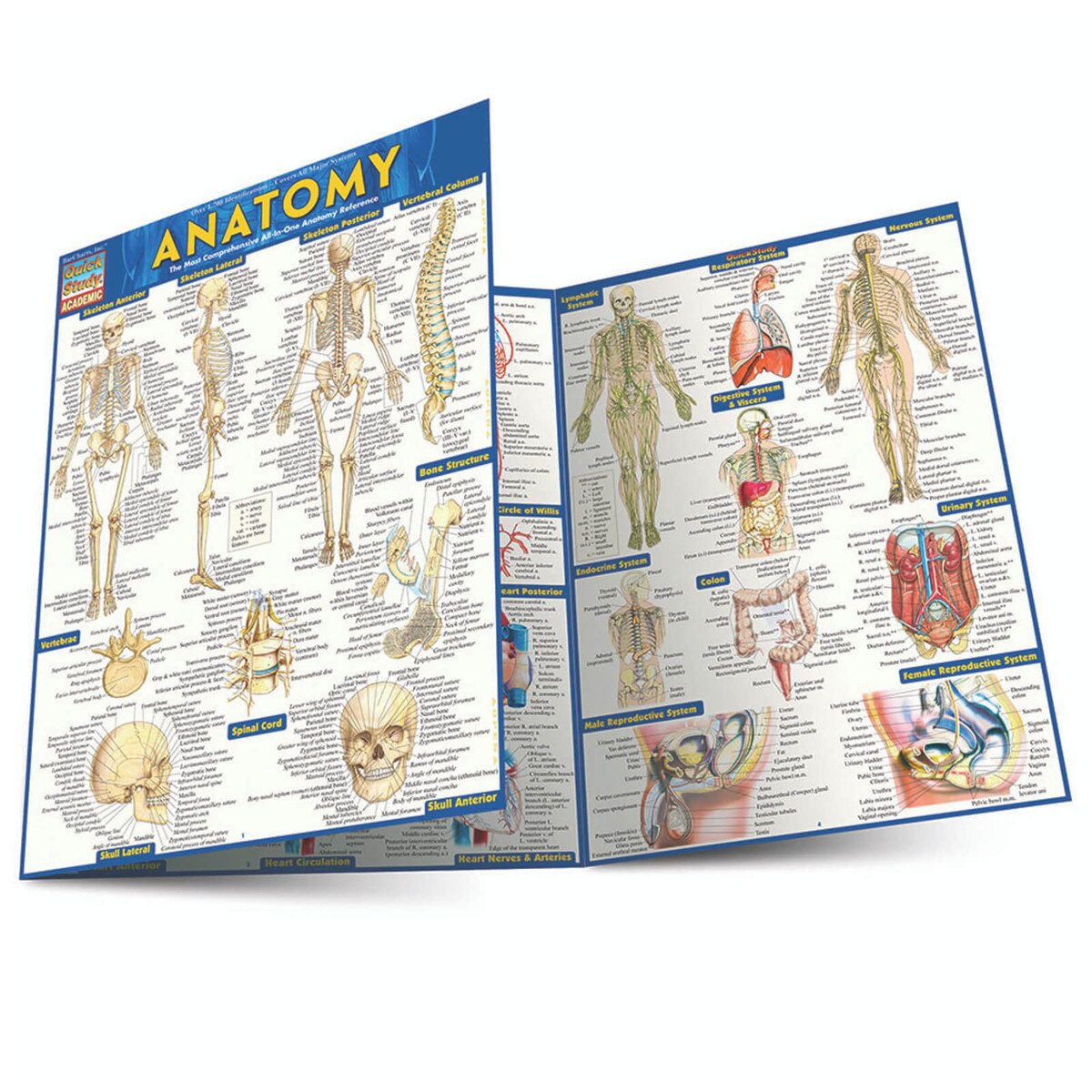 Anatomy - Quick Study Guide