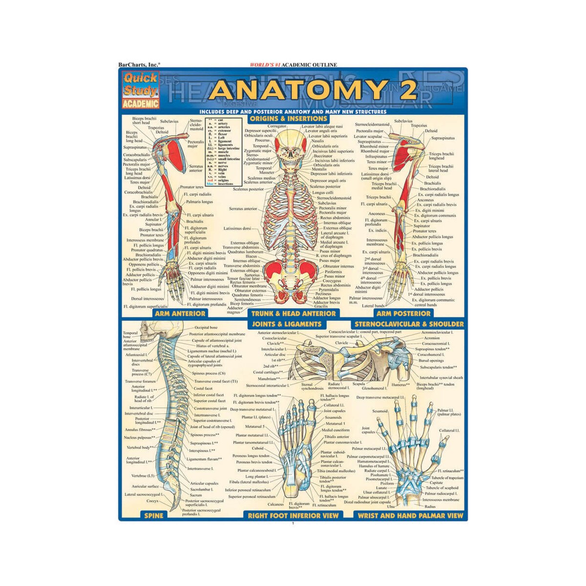 Anatomy 2 Quick Study Guide