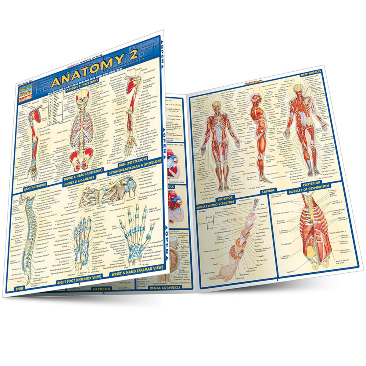 Anatomy 2 Quick Study Guide